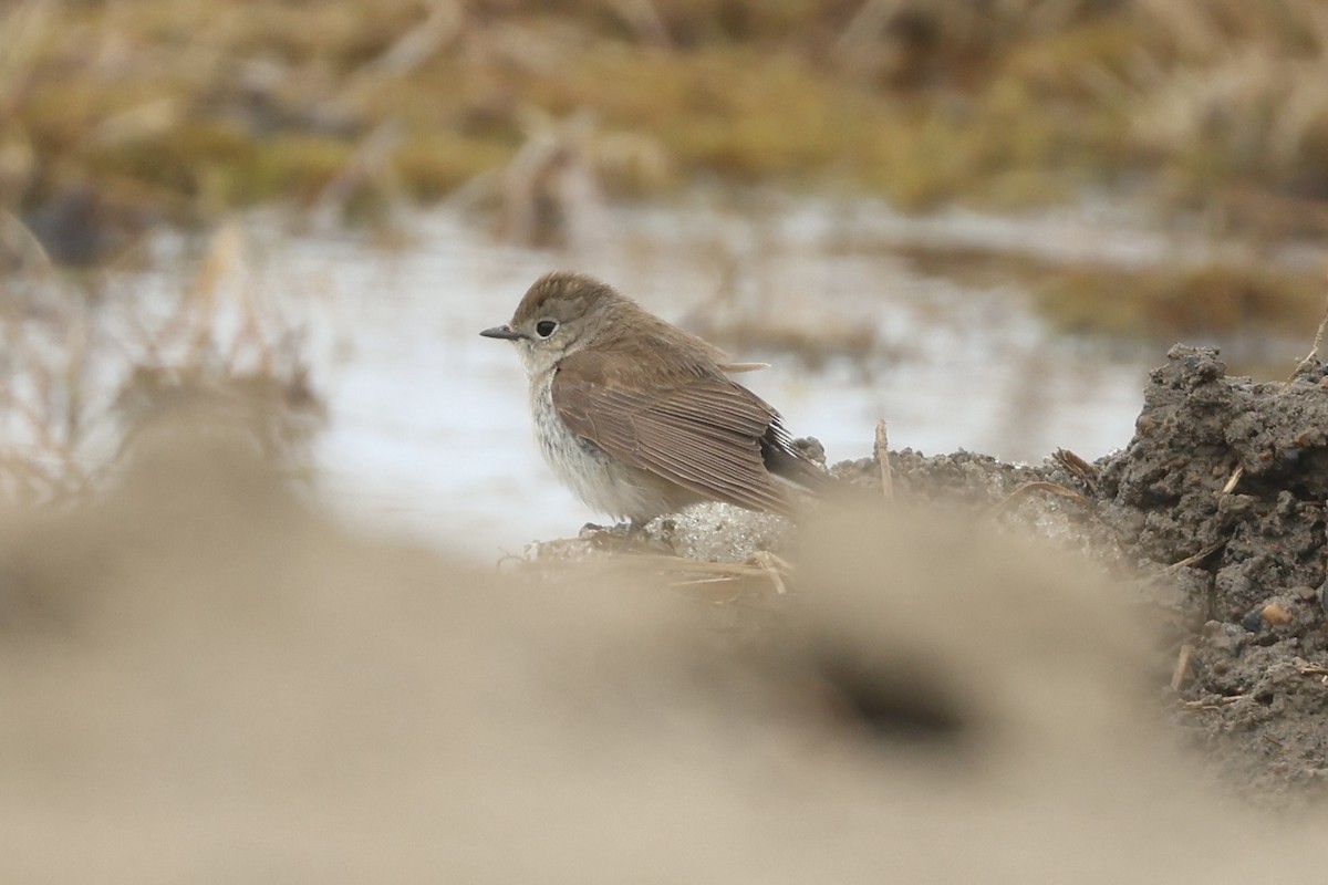 Taigaschnäpper - ML642790921