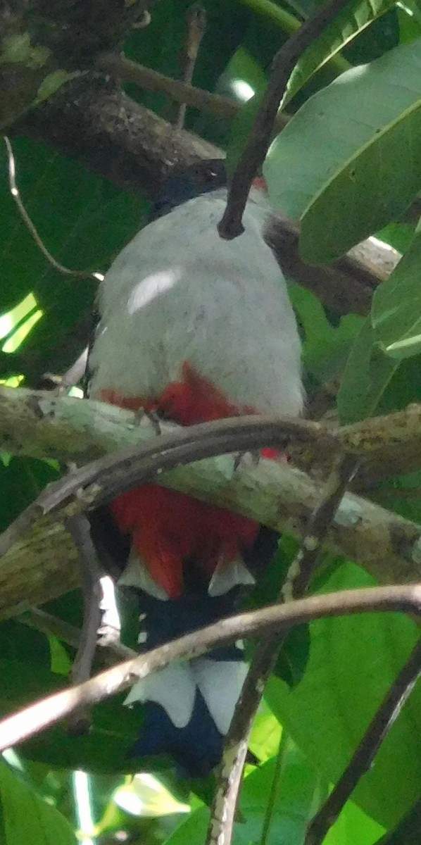 Cuban Trogon - ML642790939