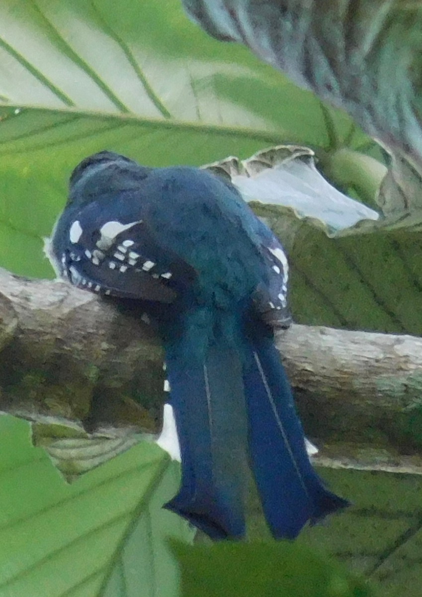 Cuban Trogon - ML642790940