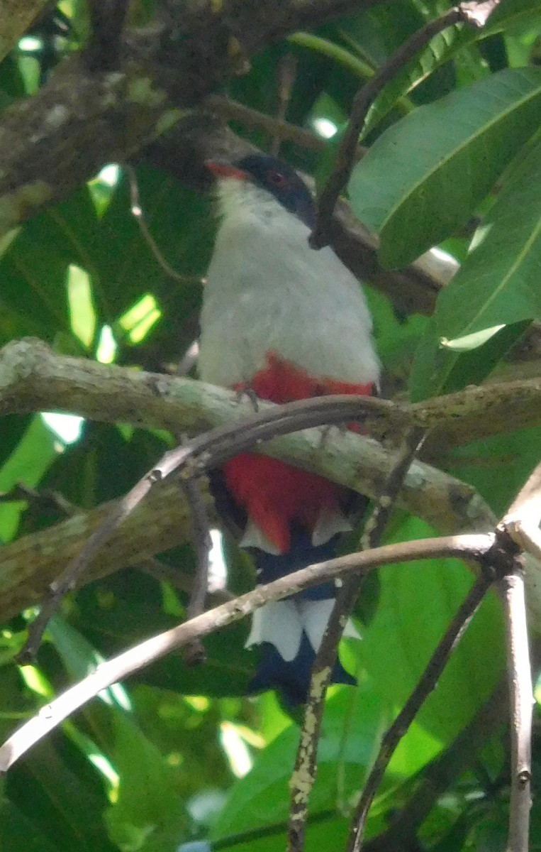 Cuban Trogon - ML642790941