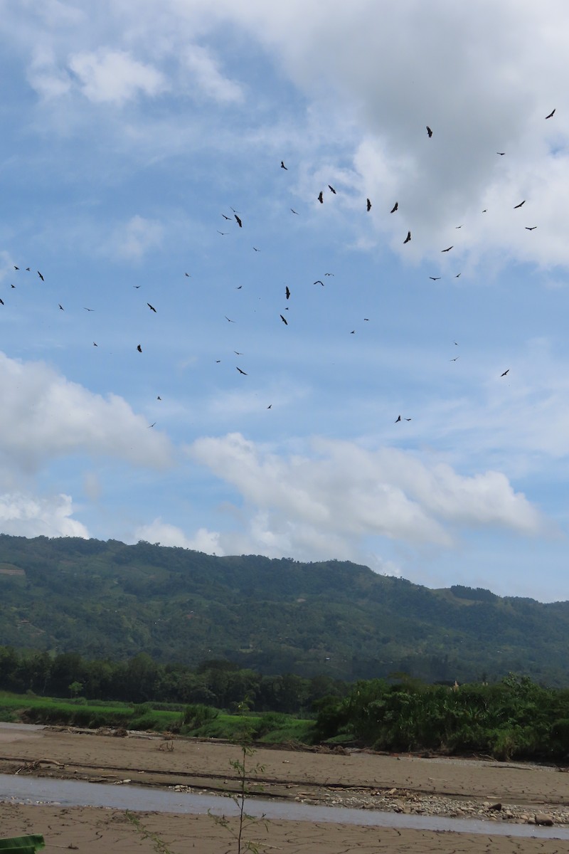 Black Vulture - ML642790942