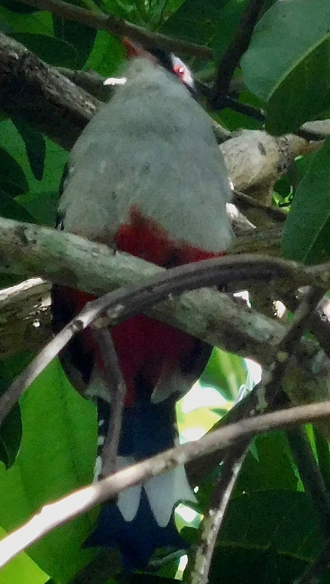 Cuban Trogon - ML642790943