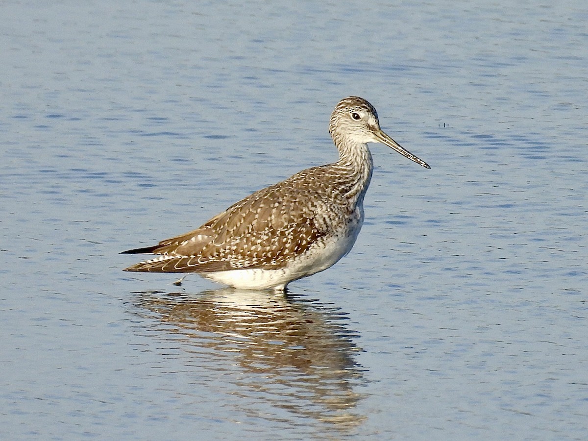 Greater Yellowlegs - ML642790952