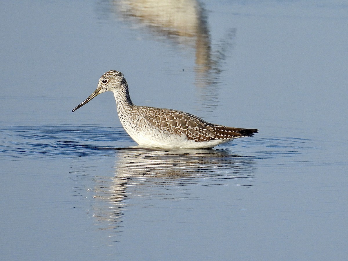 Greater Yellowlegs - ML642790953