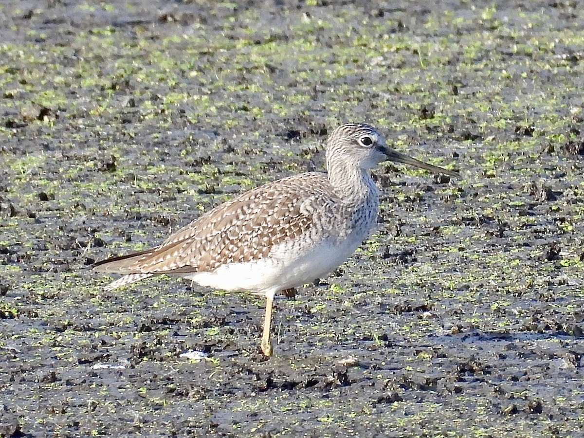Greater Yellowlegs - ML642790957
