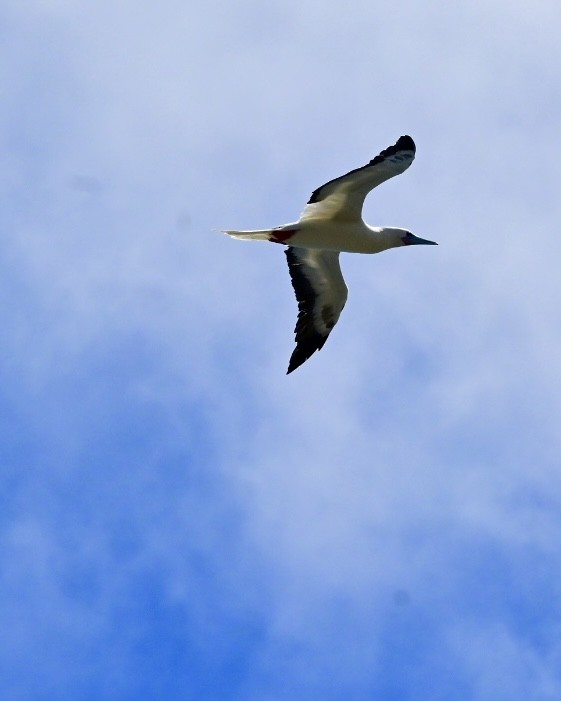 Red-footed Booby - ML642790958