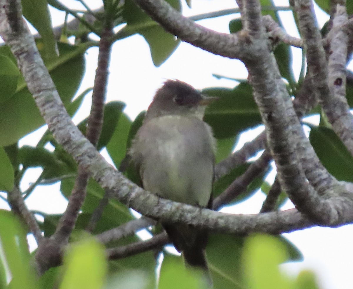 Eastern Wood-Pewee - ML642790966