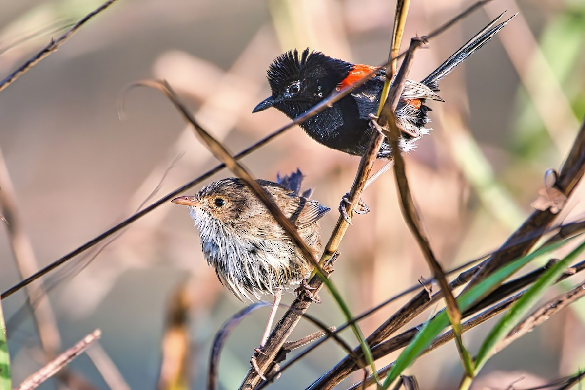 Red-backed Fairywren - ML642790967