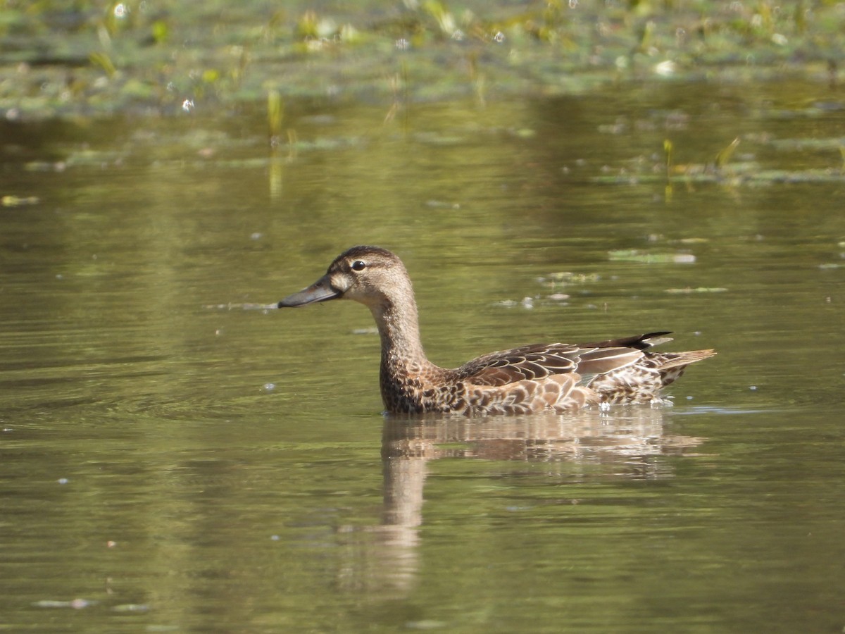Blue-winged Teal - ML642790980