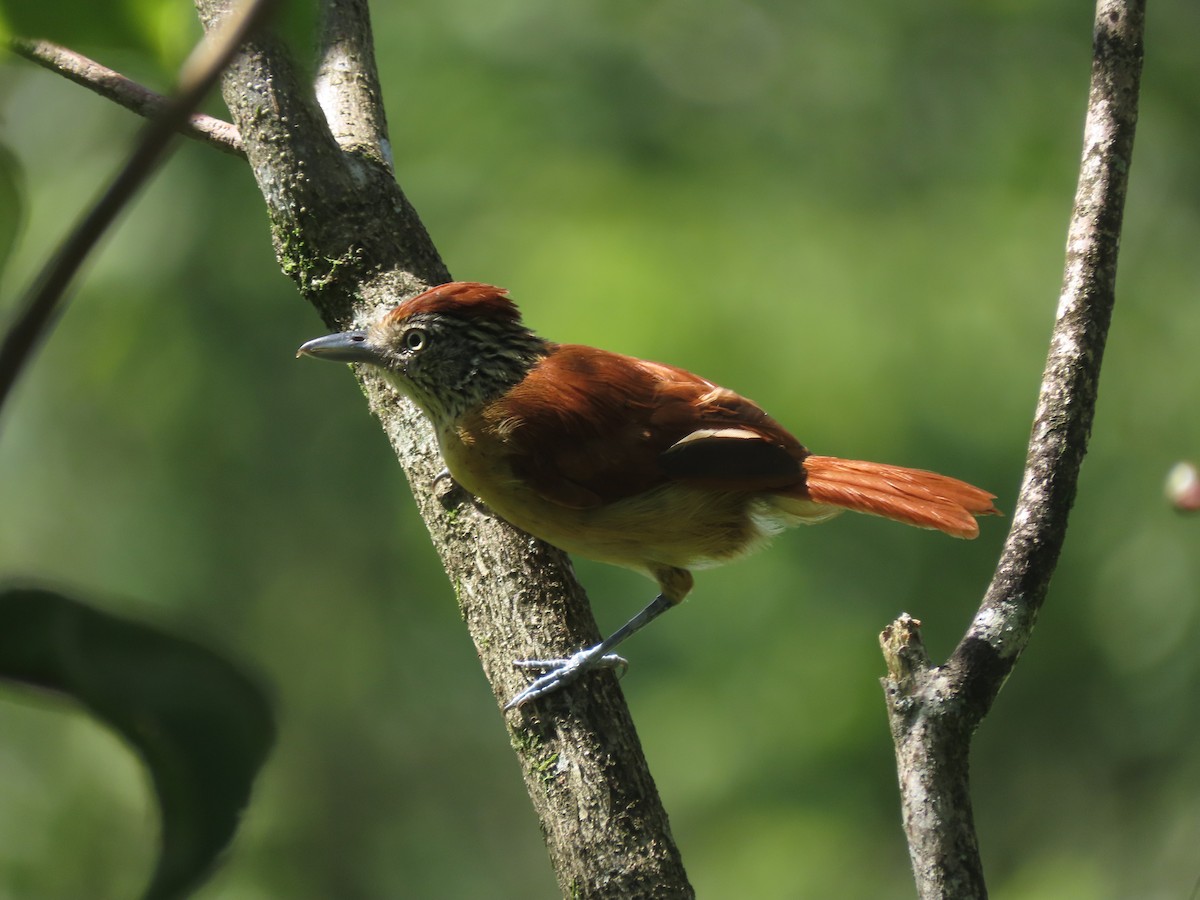 Barred Antshrike - ML642790997