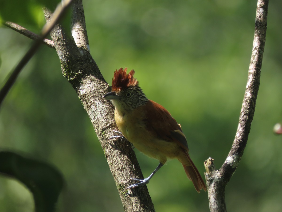 Barred Antshrike - ML642791000