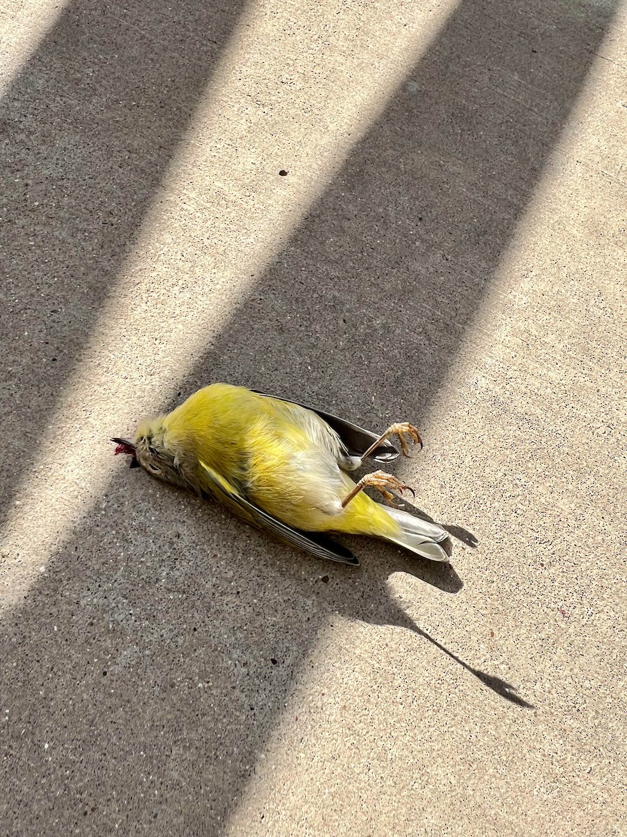 Nashville Warbler - ML642791002