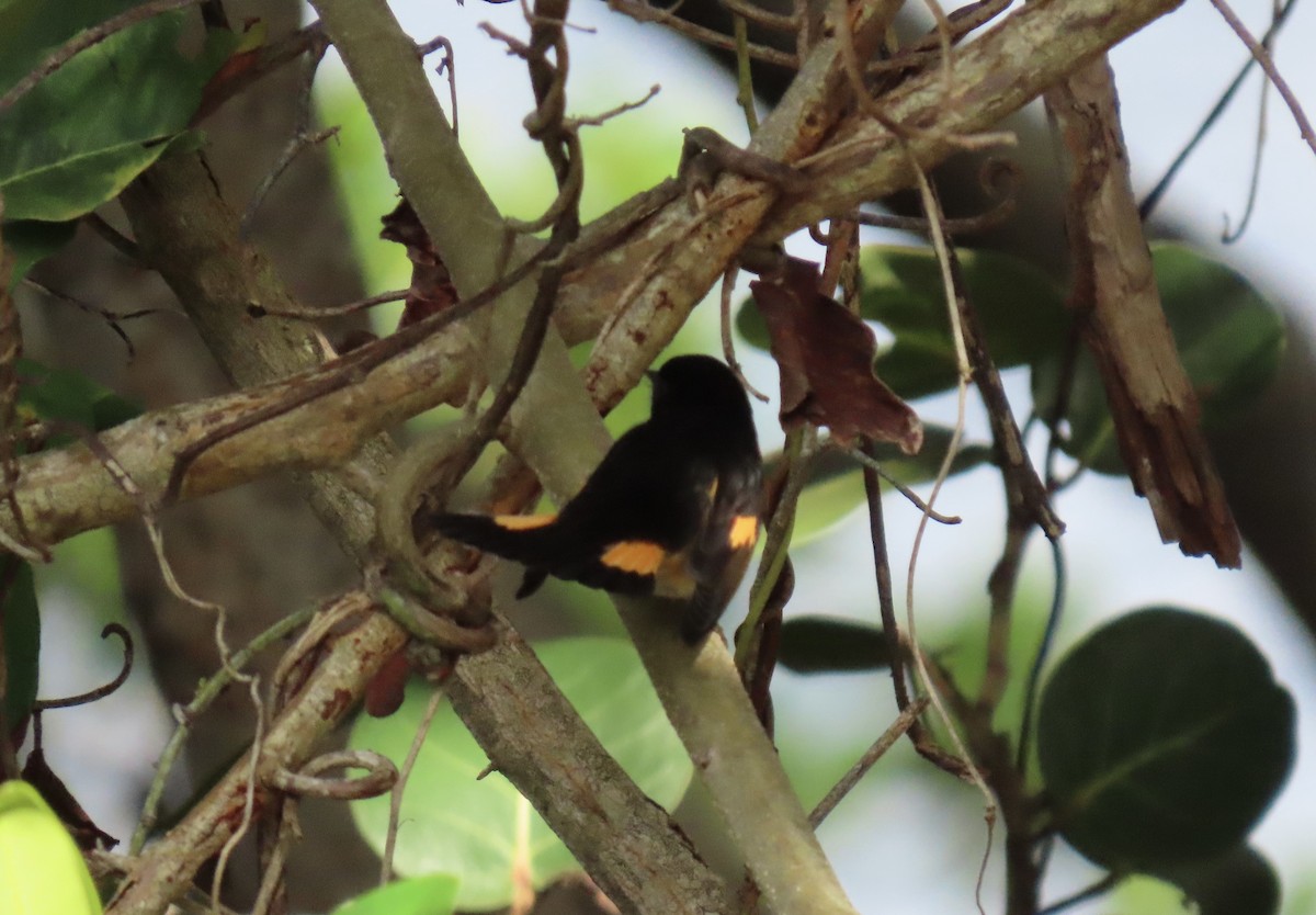American Redstart - ML642791004