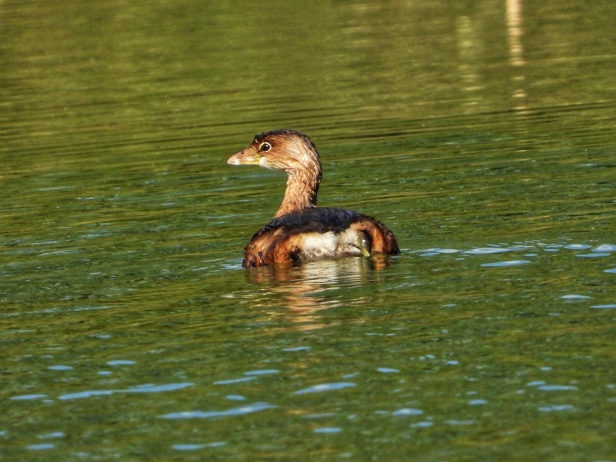 Pied-billed Grebe - ML642791006