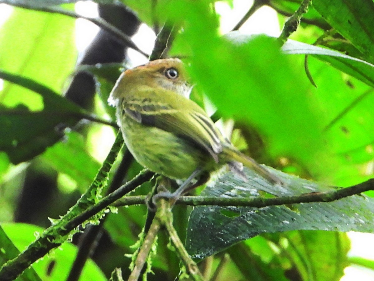 Scale-crested Pygmy-Tyrant - ML642791007