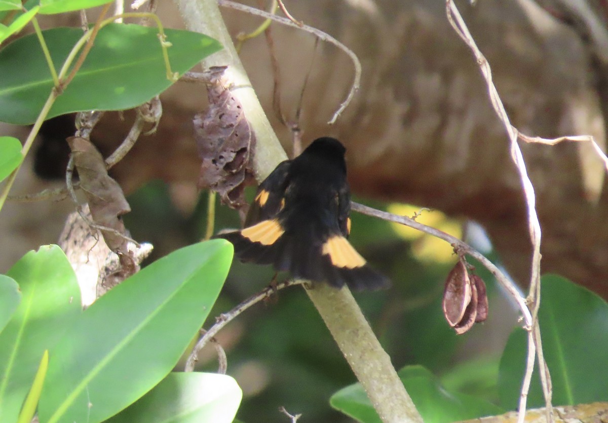 American Redstart - ML642791016