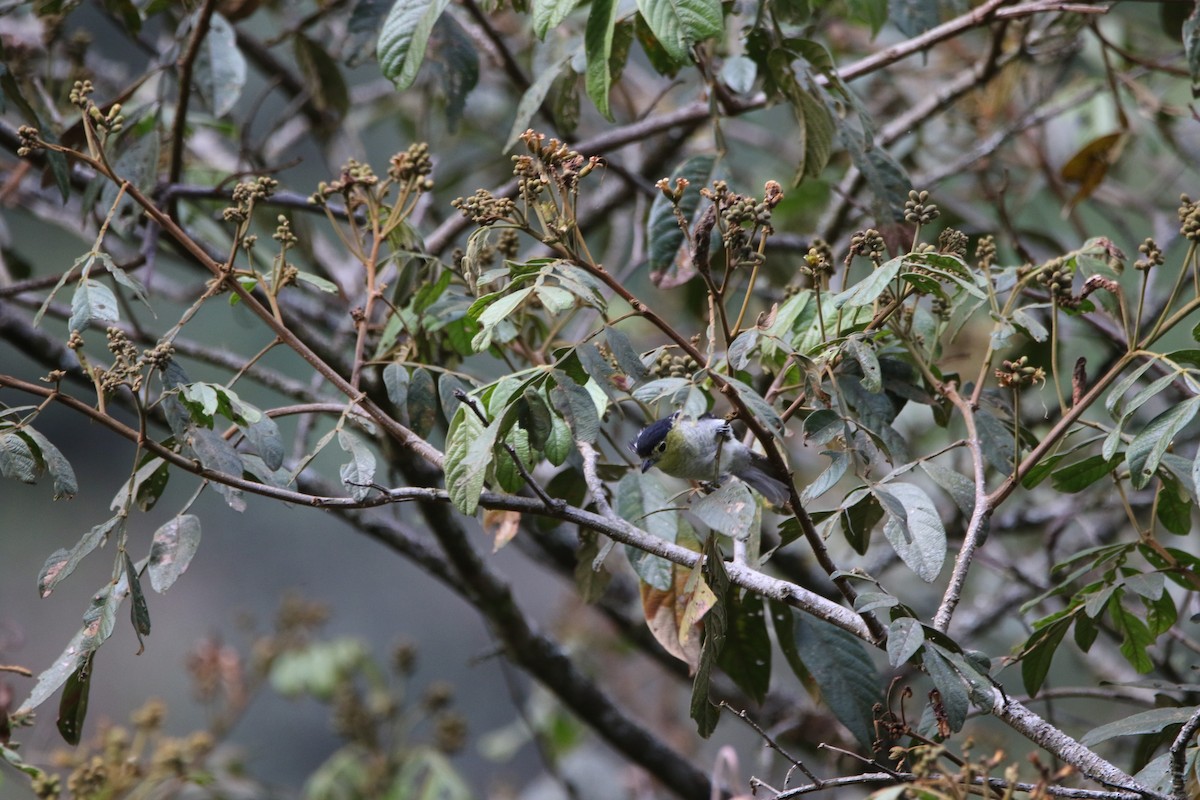 Barred Becard - ML642791018