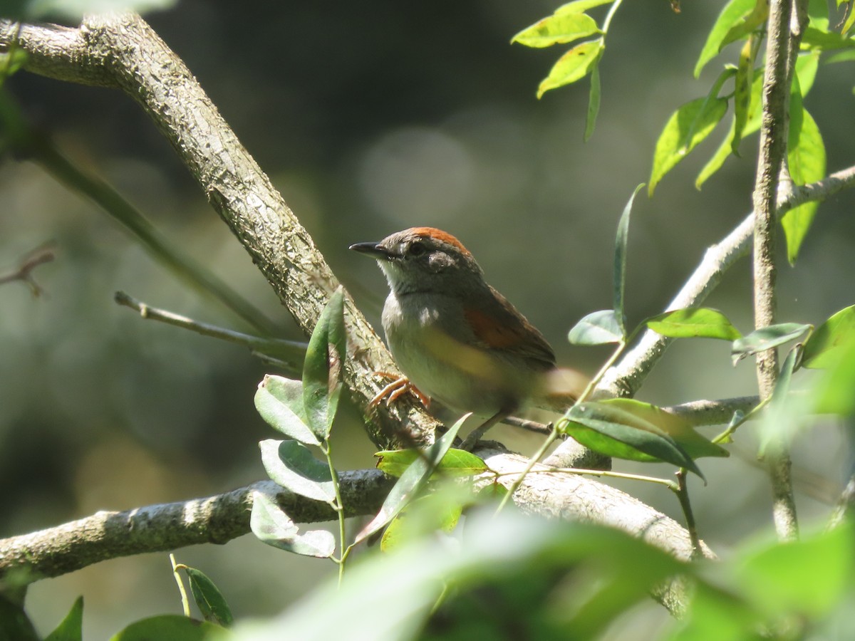 Pale-breasted Spinetail - ML642791021