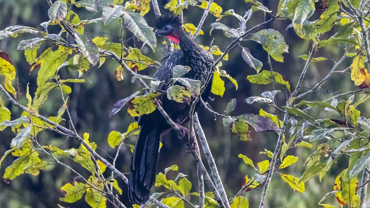 Crested Guan - ML642791032