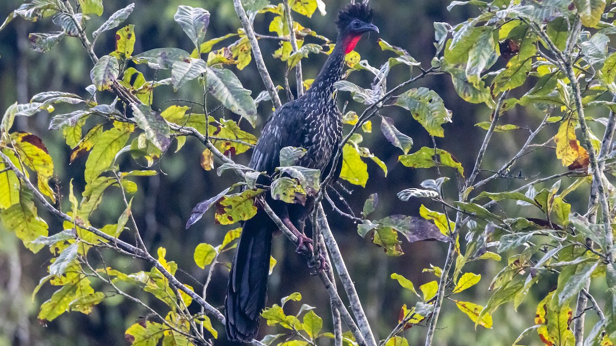 Crested Guan - ML642791033