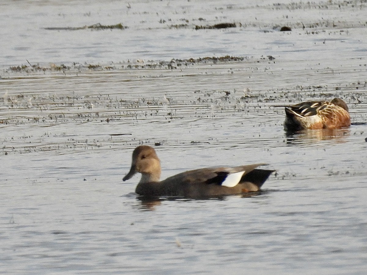 Gadwall - Isaac Petrowitz