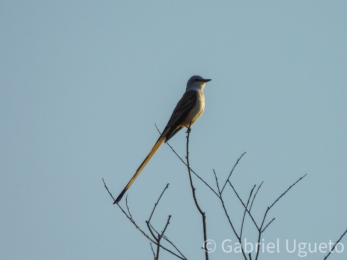 Scissor-tailed Flycatcher - ML642791037