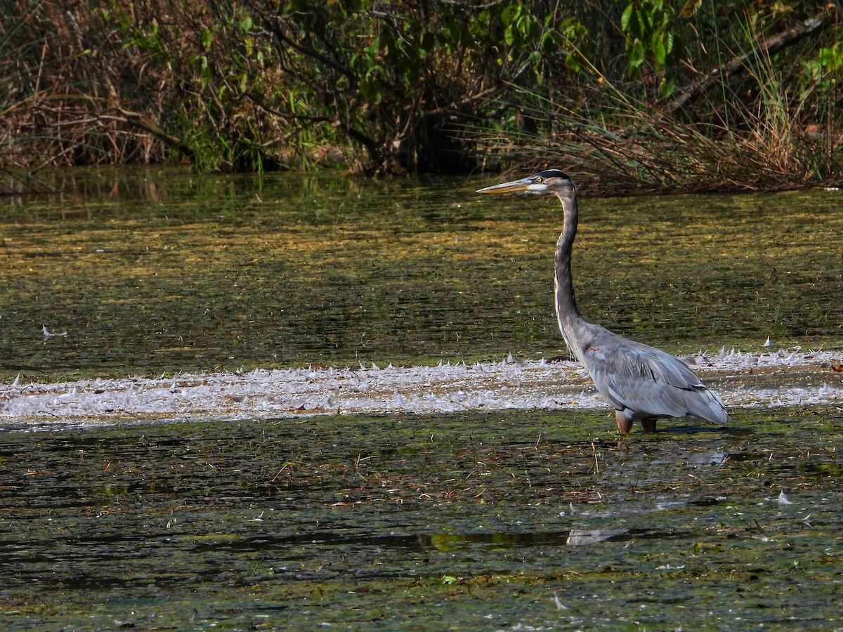 Great Blue Heron - ML642791042