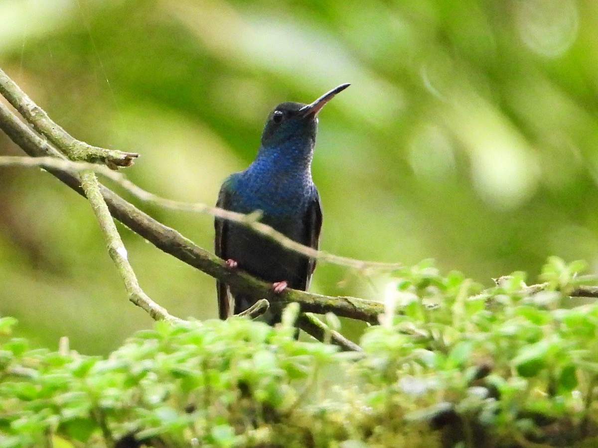 Bronze-tailed Plumeleteer - ML642791044