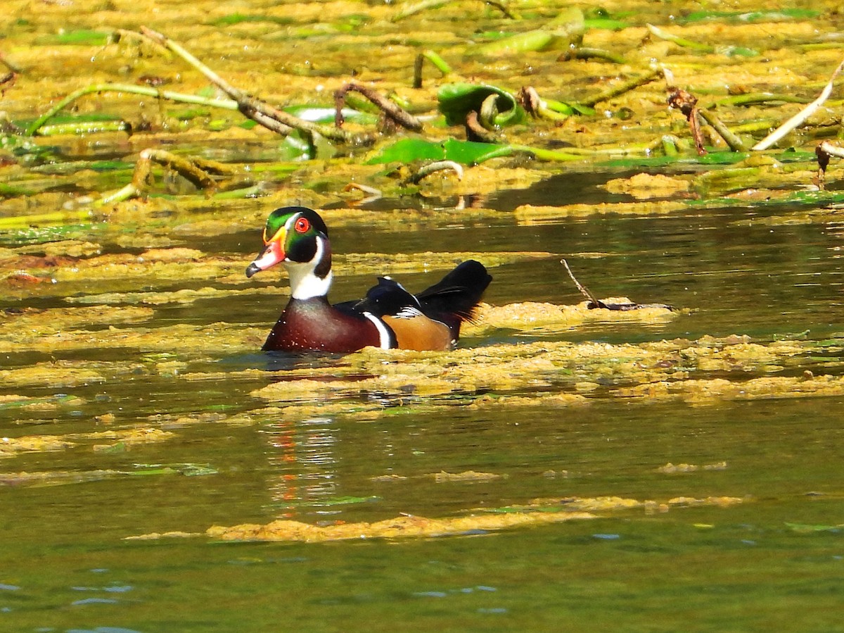 Wood Duck - ML642791052