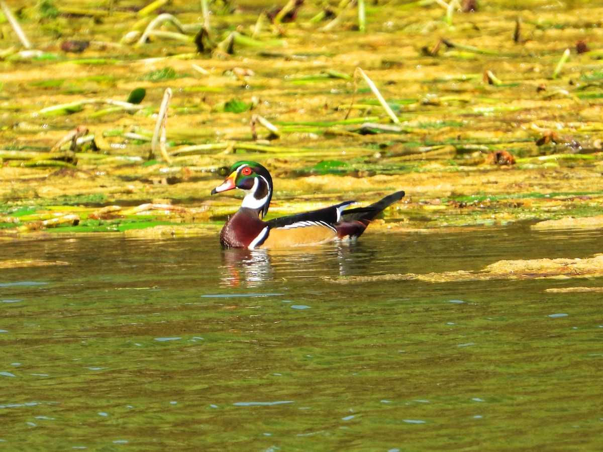 Wood Duck - ML642791053