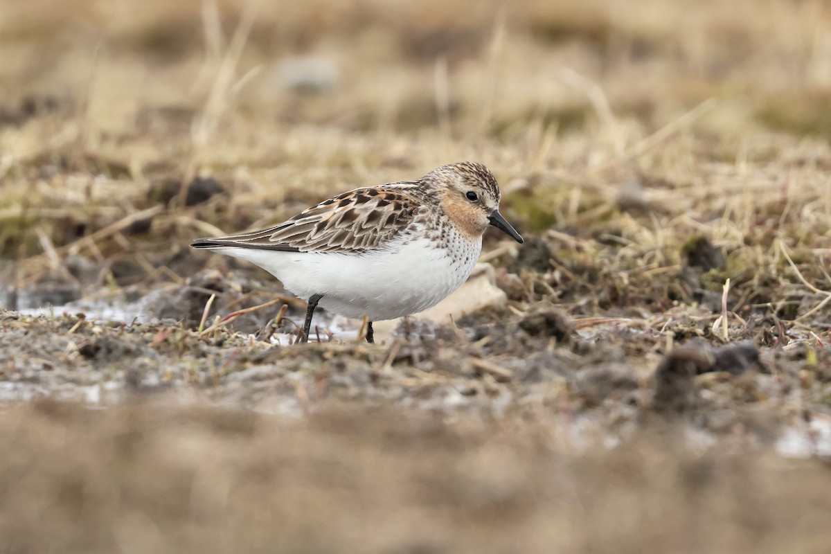 Red-necked Stint - ML642791063