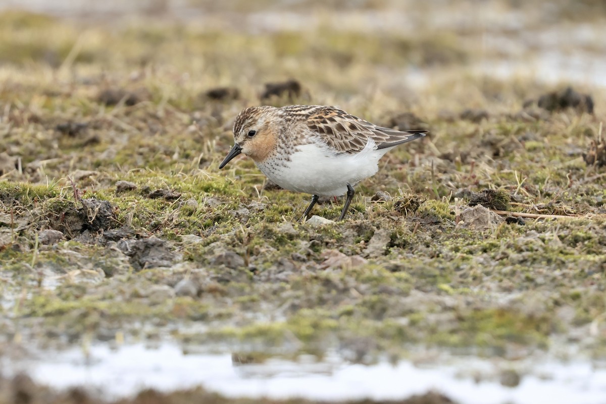 Red-necked Stint - ML642791064