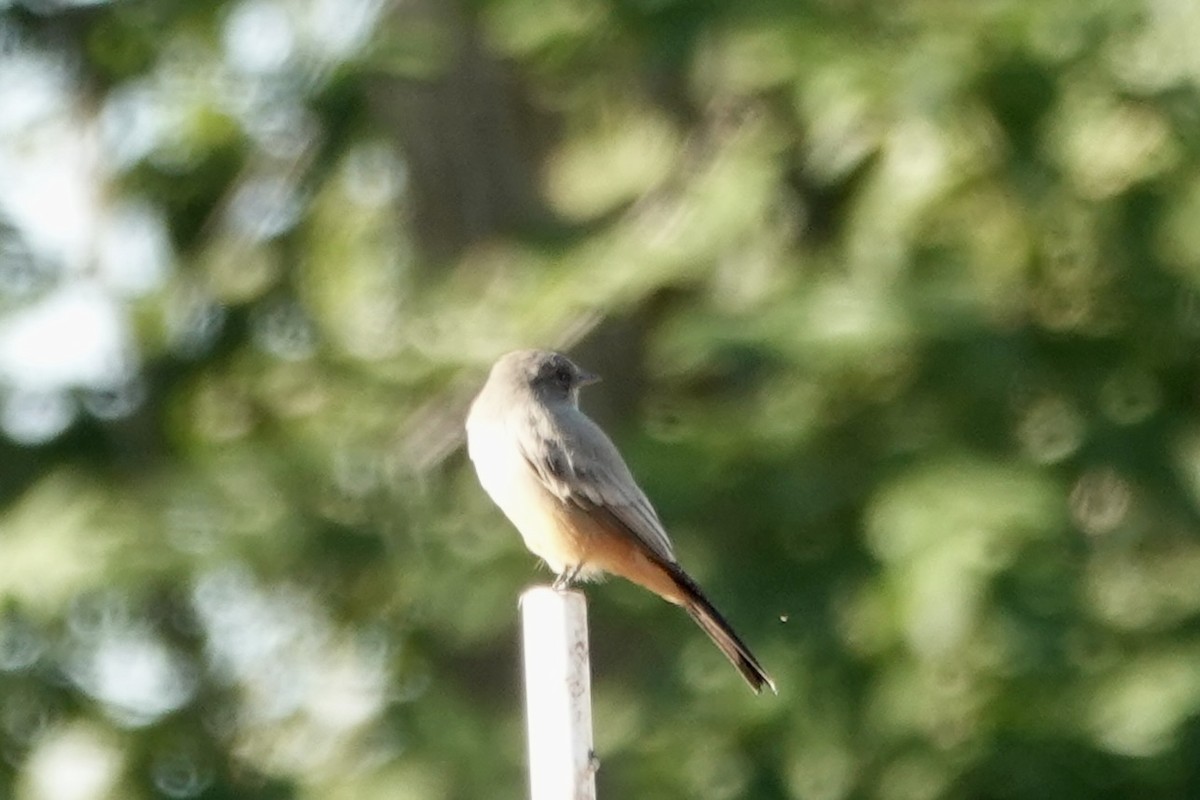 Say's Phoebe - ML642791065