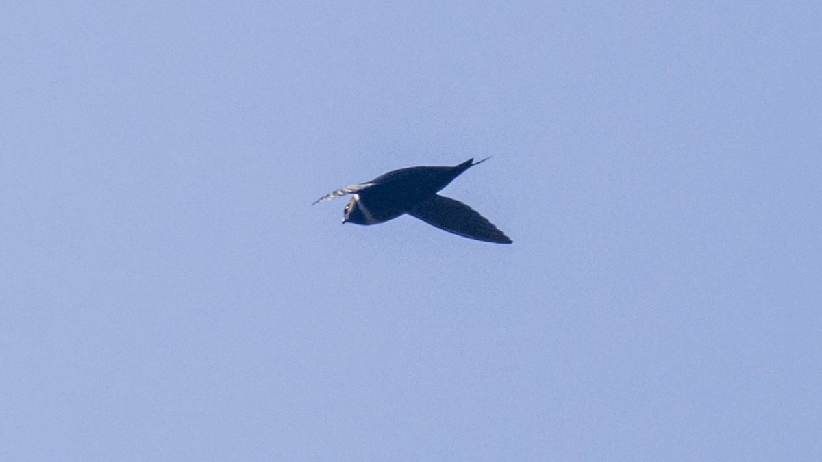 クビワアマツバメ - ML642791076