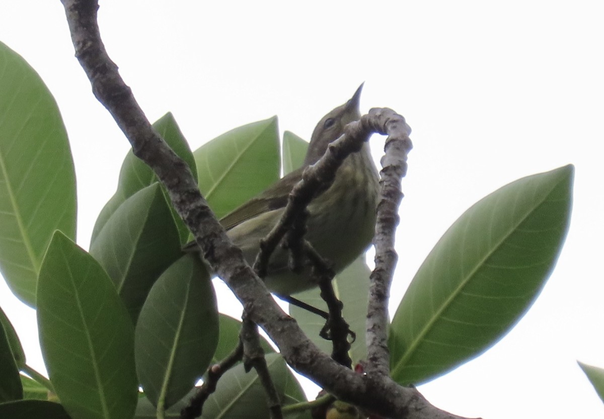 Cape May Warbler - ML642791077