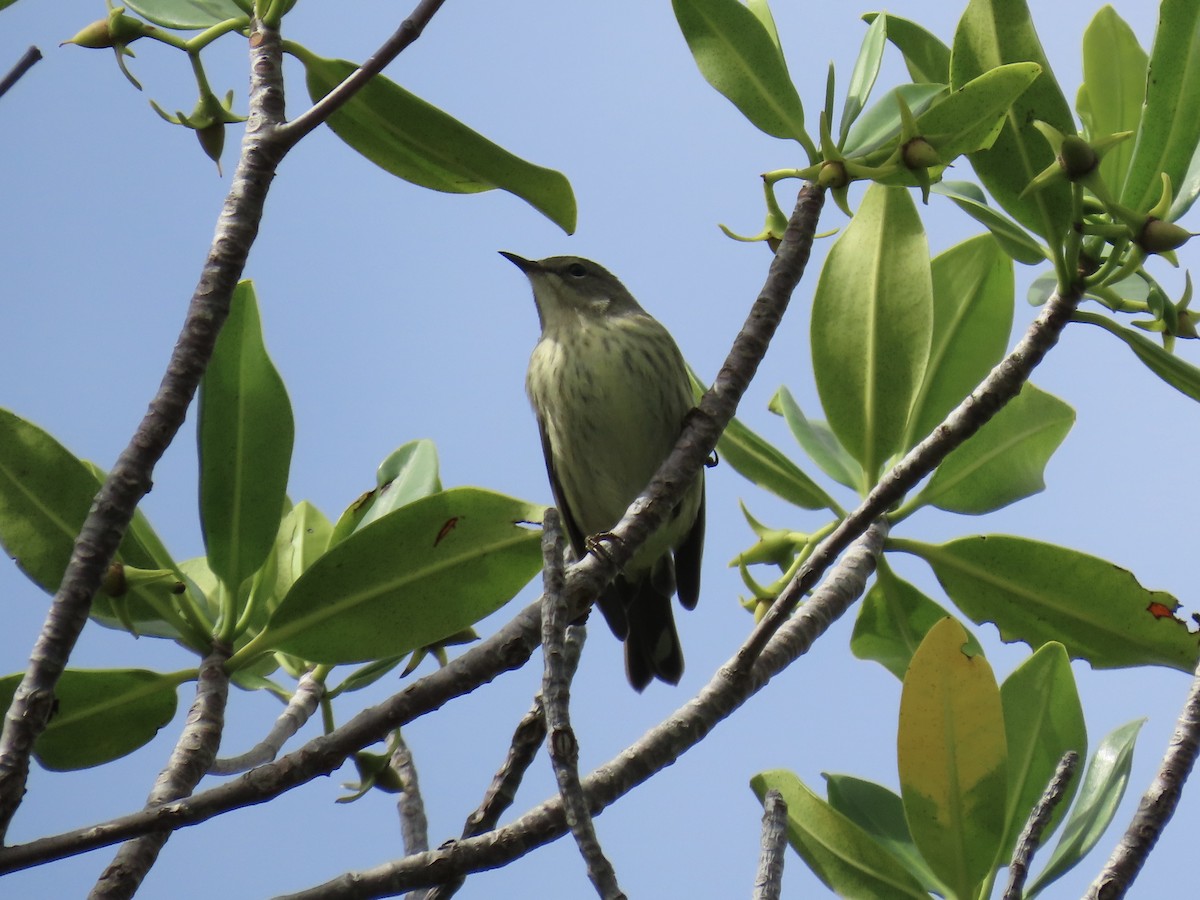 Cape May Warbler - ML642791078