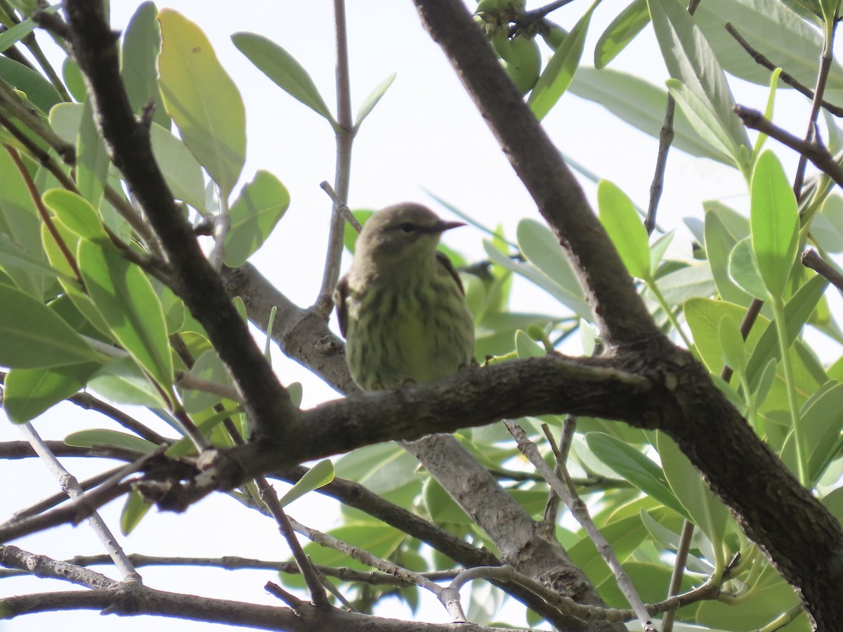 Cape May Warbler - ML642791079