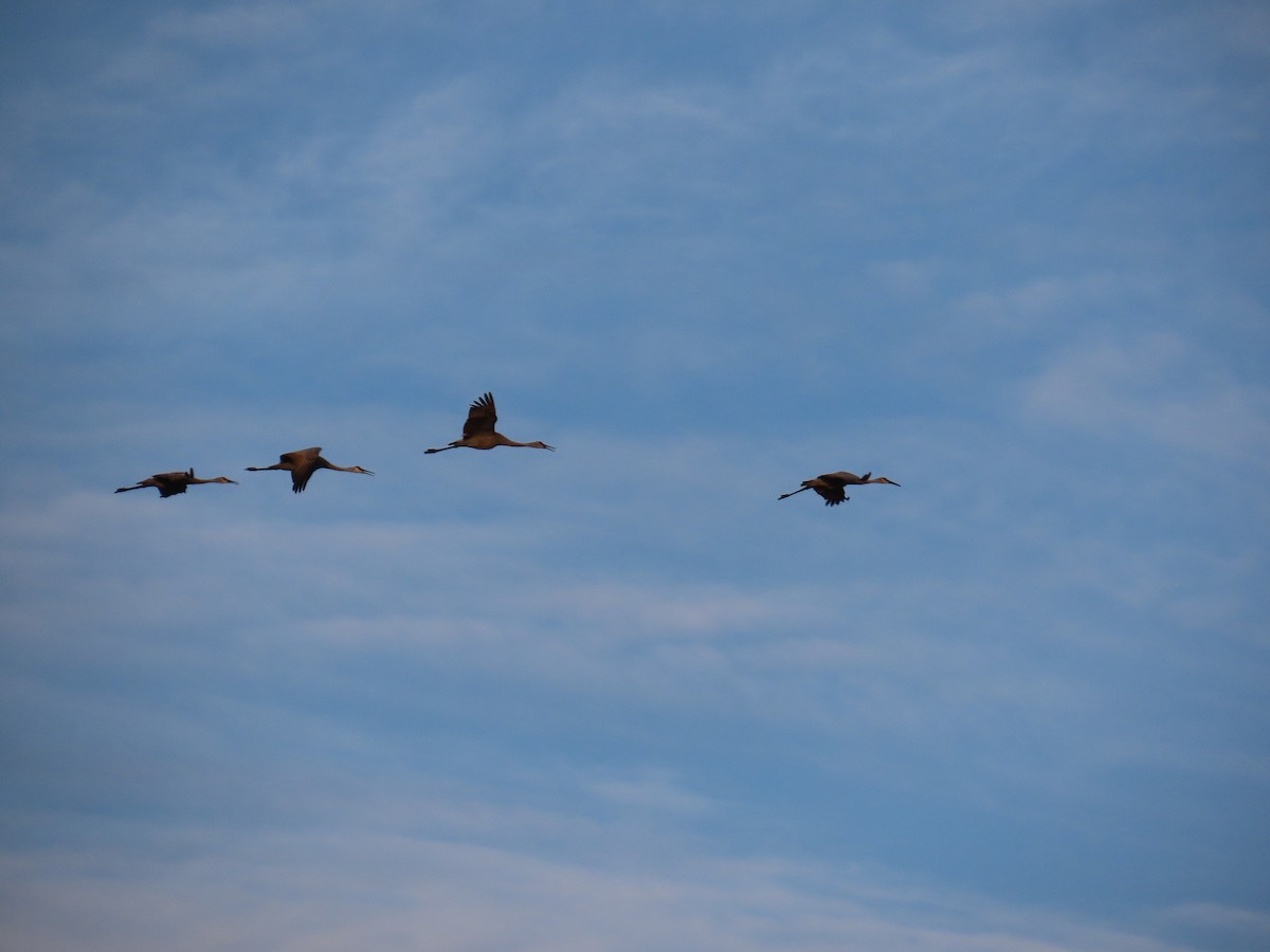 Sandhill Crane - ML642791085
