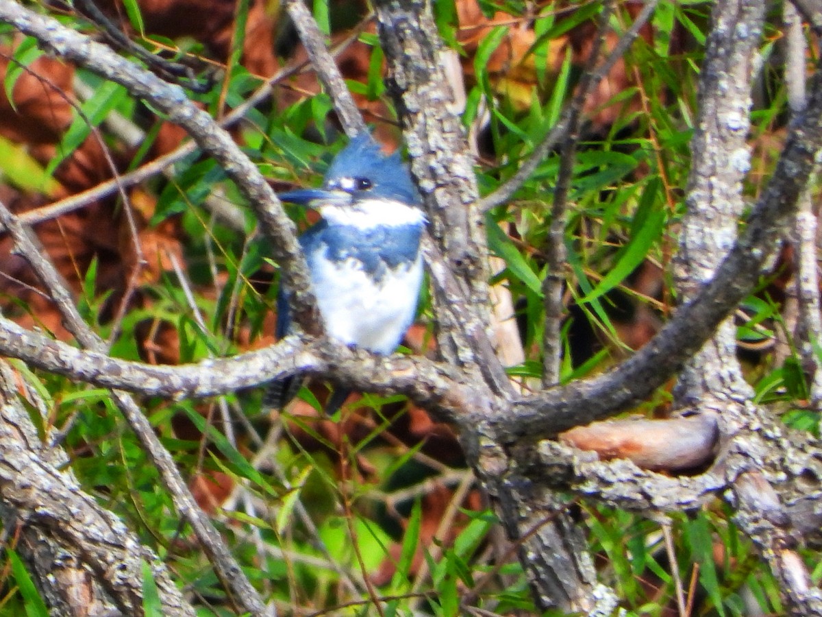 Belted Kingfisher - ML642791092