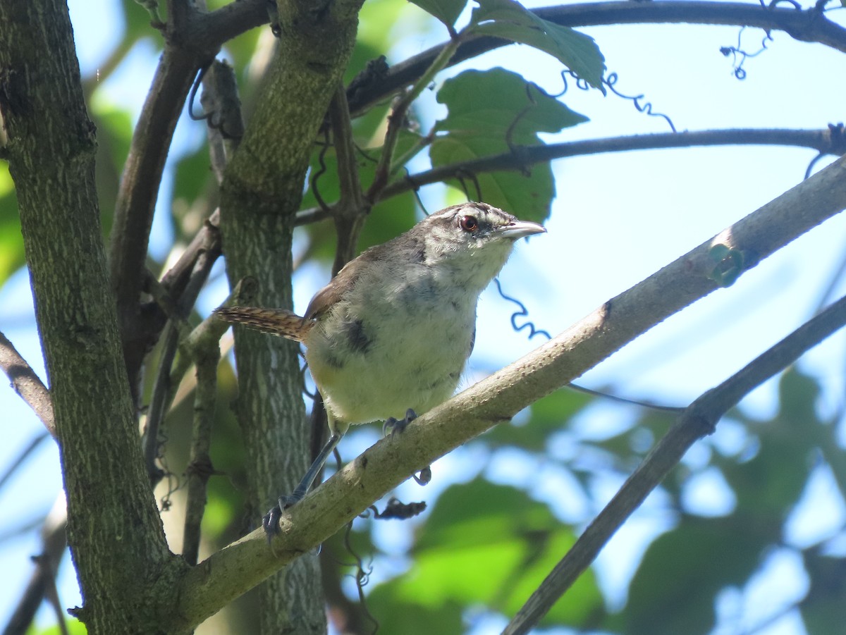 Isthmian Wren - ML642791094