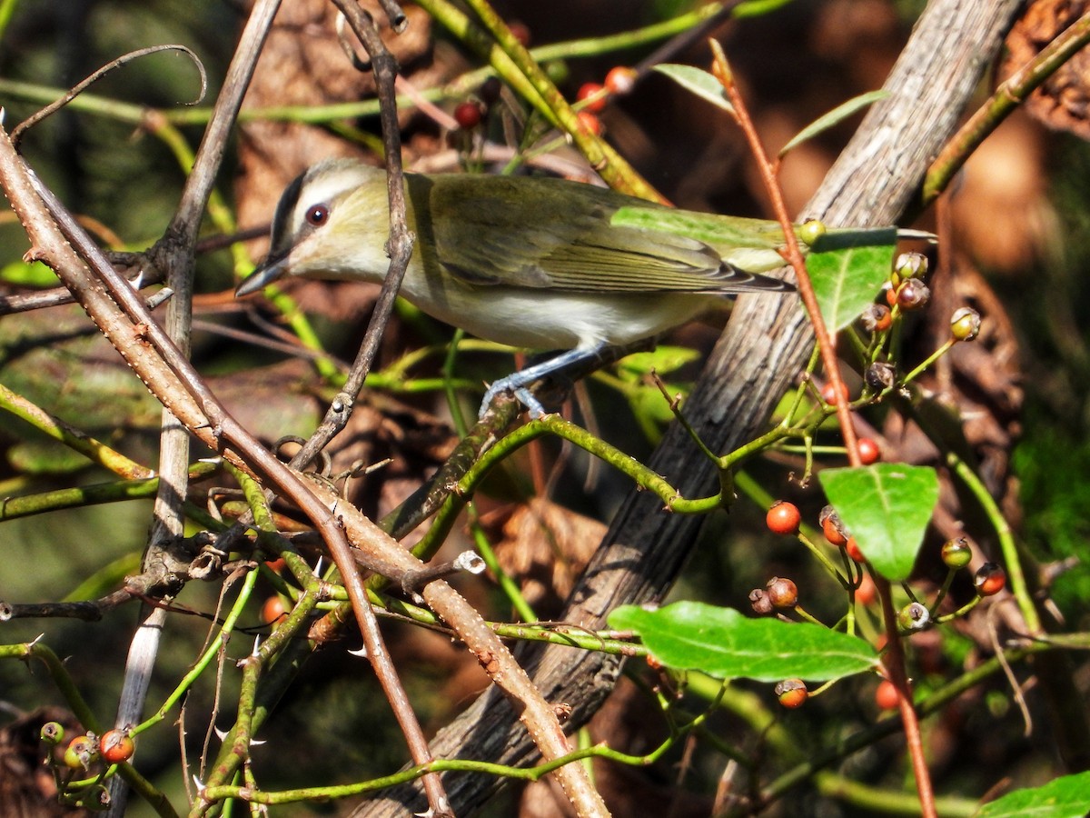 Red-eyed Vireo - ML642791102