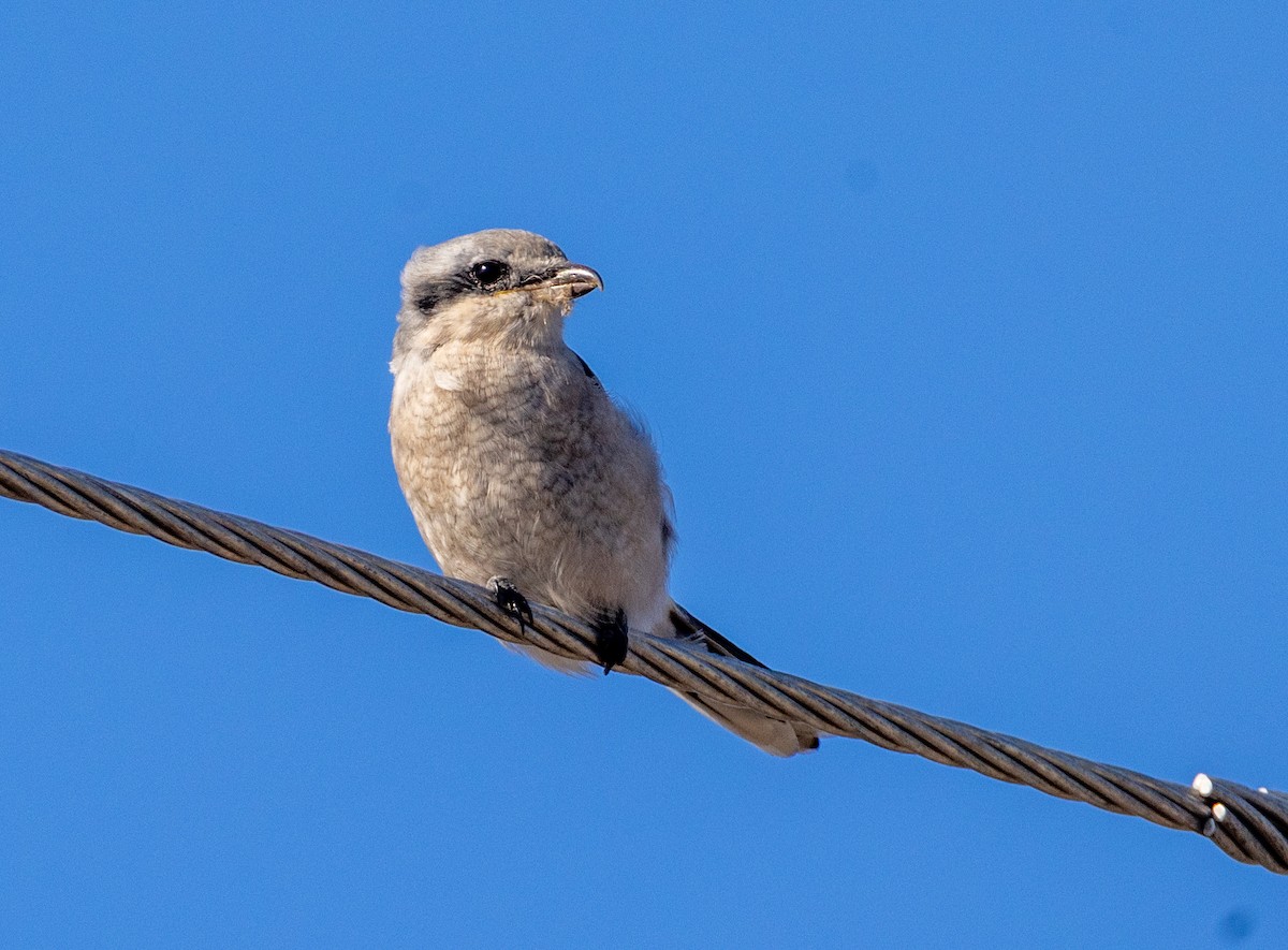 Northern Shrike - ML642791104