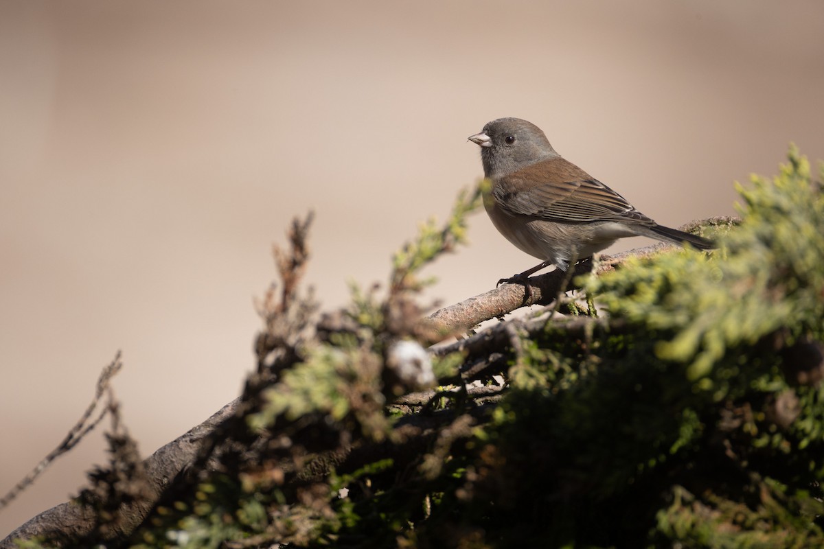 Dark-eyed Junco (Oregon) - ML642791107
