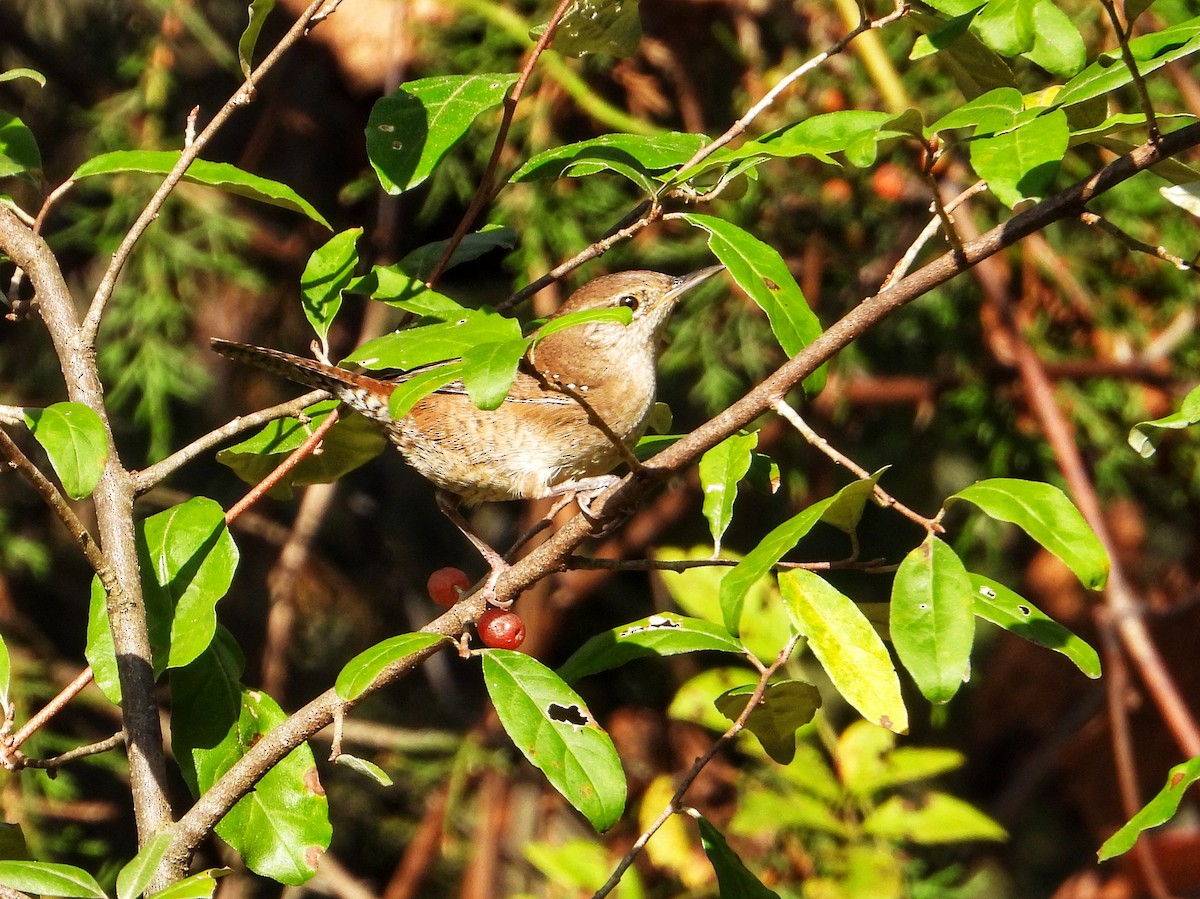 Northern House Wren - ML642791110
