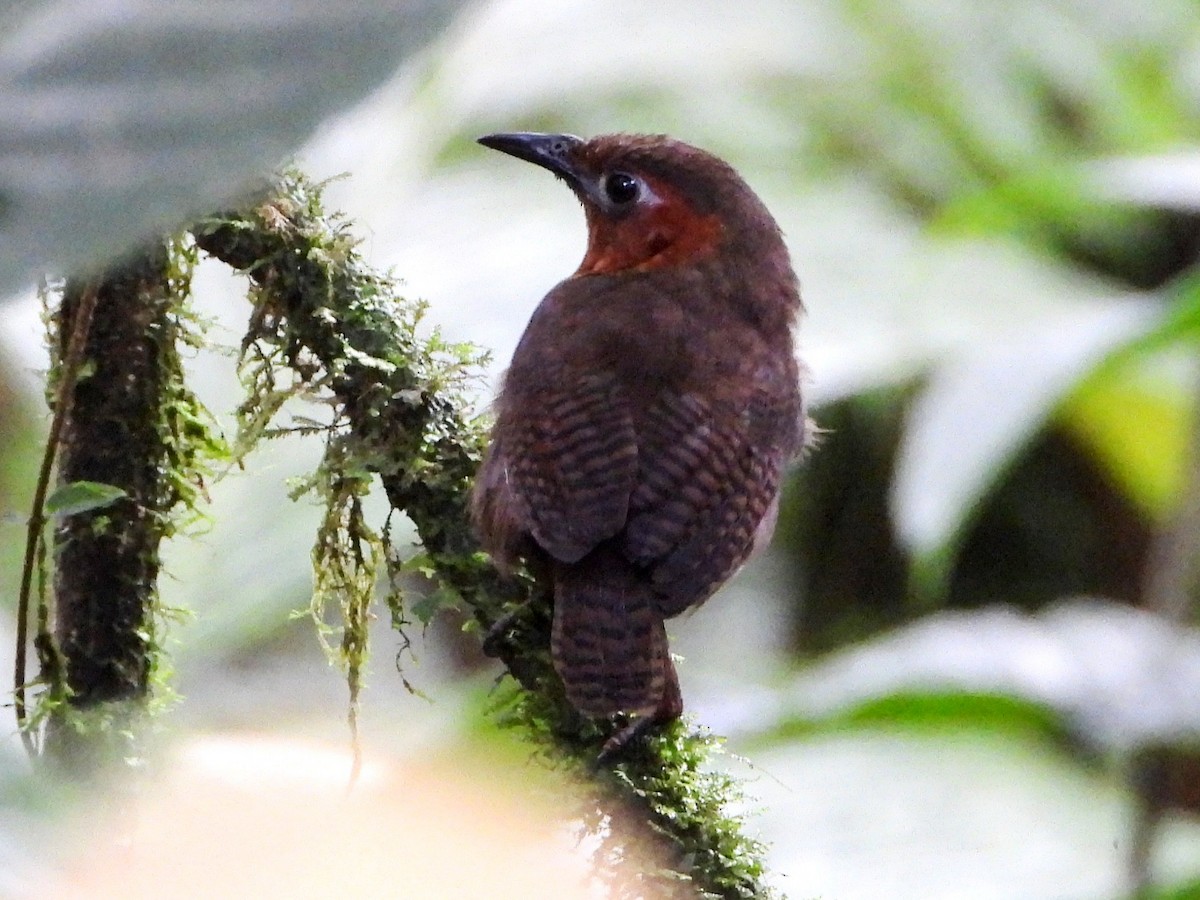 Song Wren - ML642791113