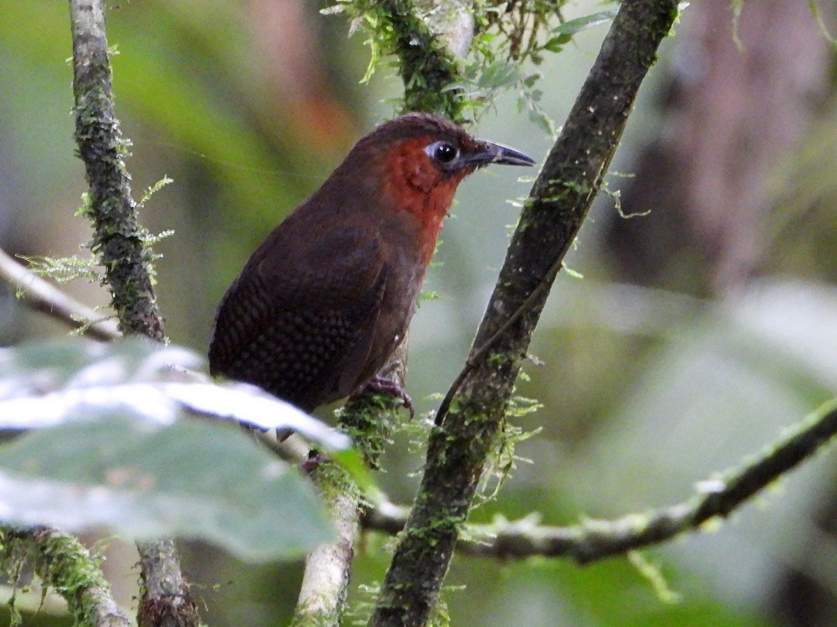 Song Wren - ML642791114