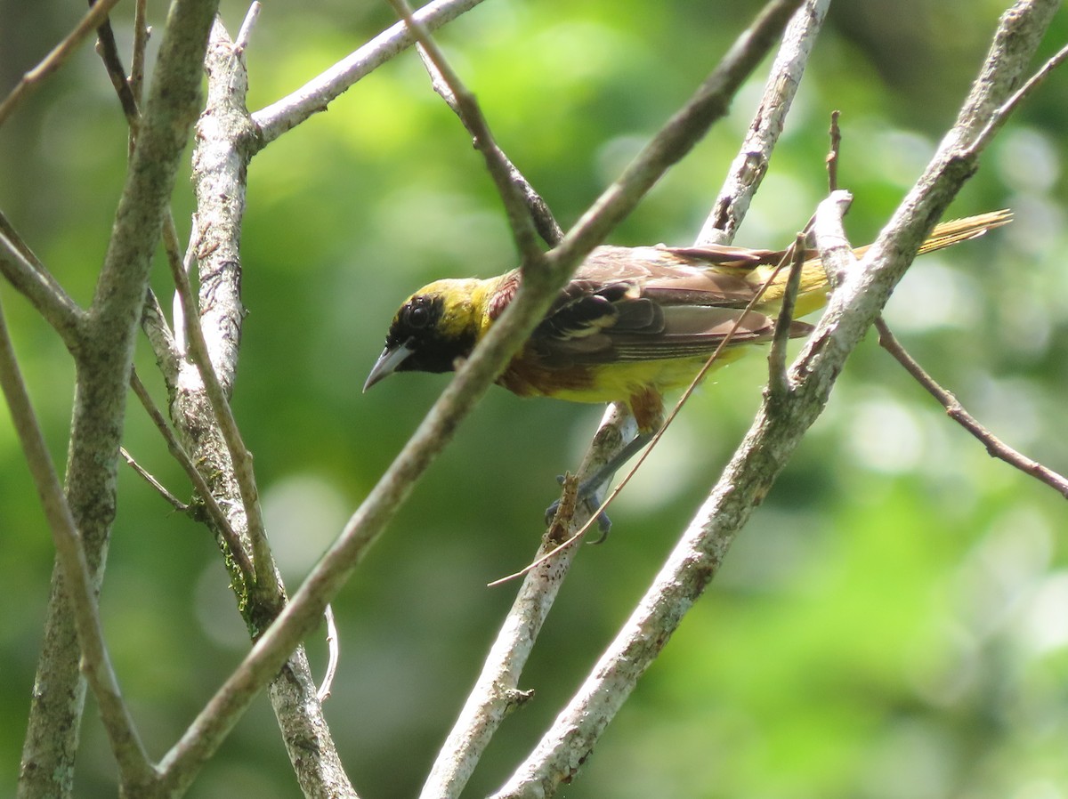 Orchard Oriole - ML642791123
