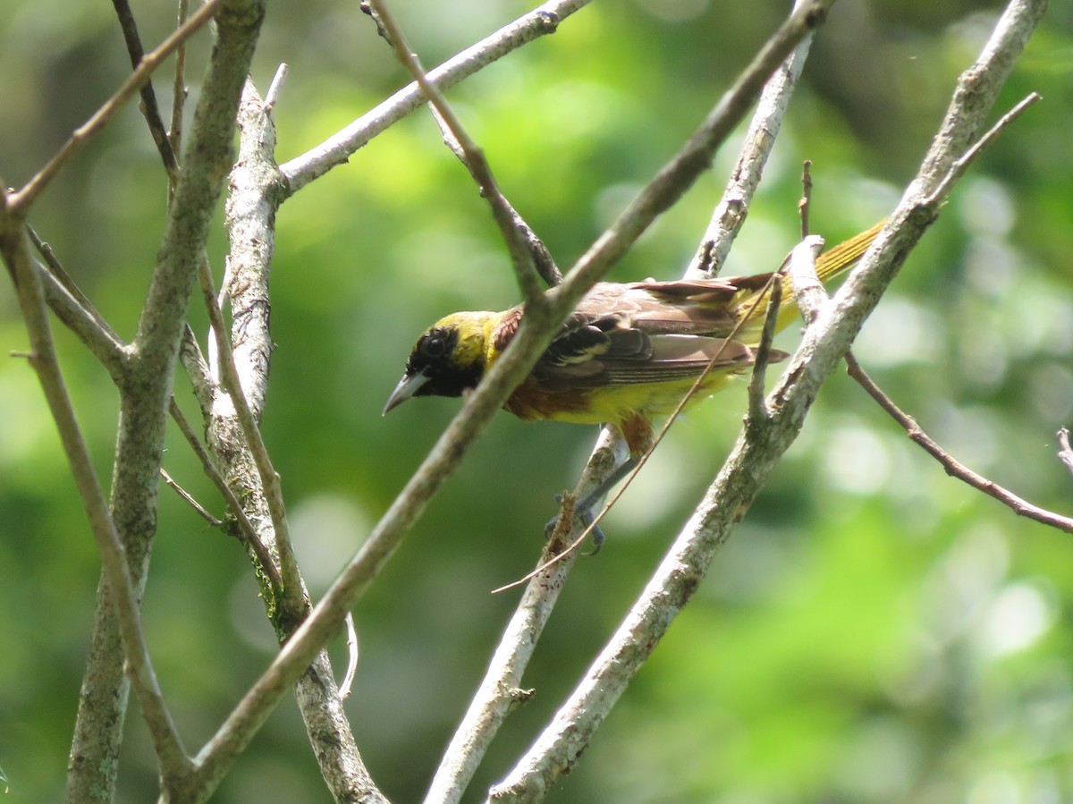 Orchard Oriole - ML642791124