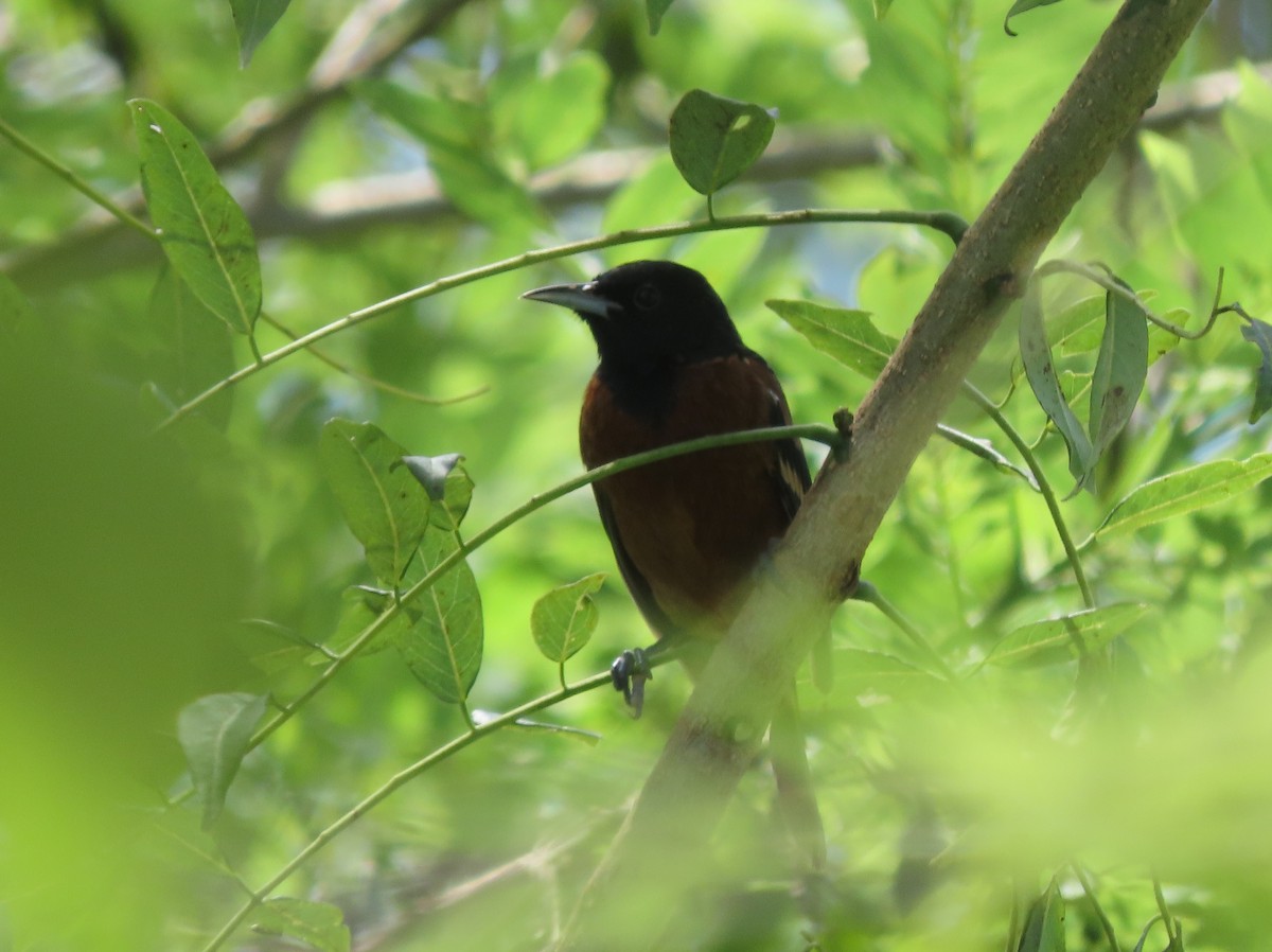 Orchard Oriole - ML642791125