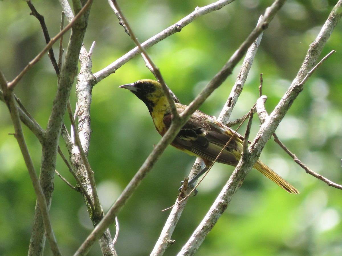 Orchard Oriole - ML642791126